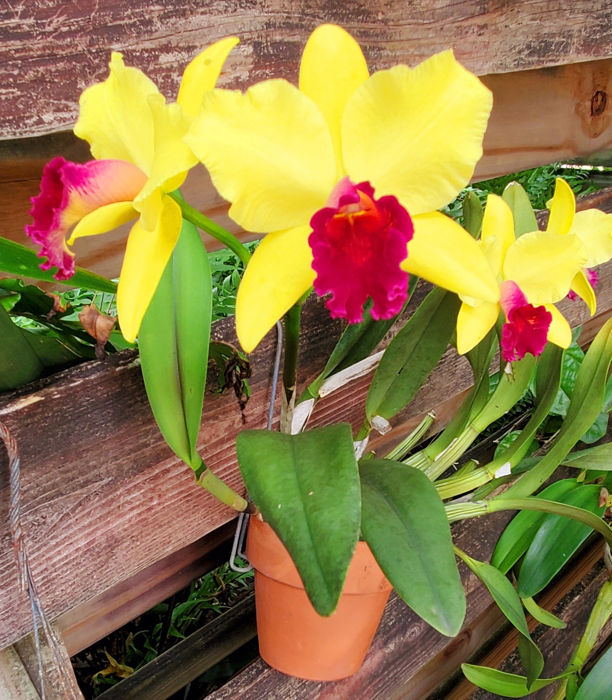 Buying orchids for Mom Biscayne Times